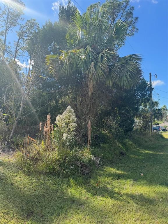 A large palm tree stands in a grassy, overgrown lot under a bright blue sky — 38 SLEEPY HOLLOW TRAIL, PALM COAST, FL