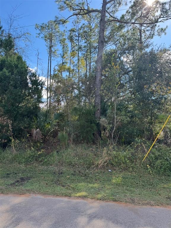 A wooded, undeveloped lot with tall pine trees sits behind a paved road — 38 SLEEPY HOLLOW TRAIL, PALM COAST, FL