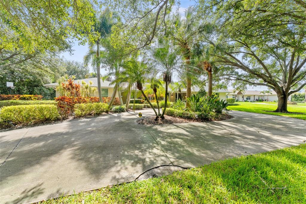 A concrete driveway leads to a single-story house surrounded by mature trees and tropical landscaping — 2109 MEADOW BROOK DRIVE, CLEARWATER, FL