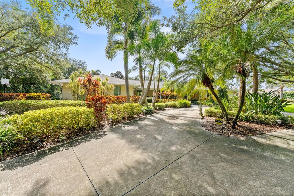 A concrete driveway leads to a single-story house surrounded by lush tropical landscaping and trees — 2109 MEADOW BROOK DRIVE, CLEARWATER, FL