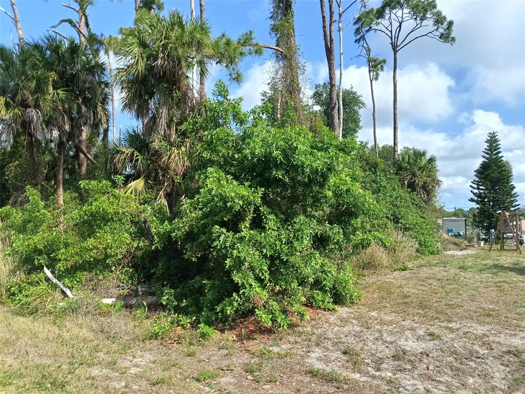 A dense cluster of trees and shrubs grows on a sandy, undeveloped lot — 15082 COMMUNITY AVENUE, PORT CHARLOTTE, FL