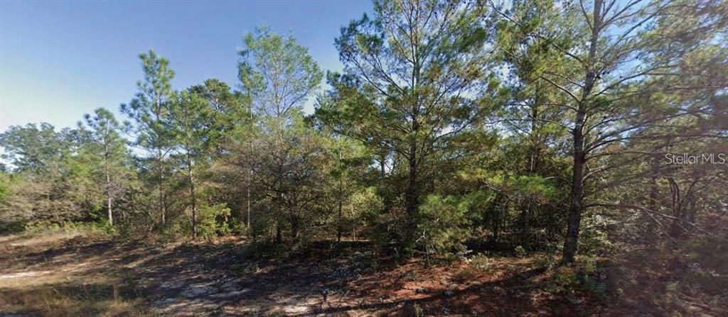 A wooded lot with tall pine trees and sandy ground under a clear blue sky — COLMART DRIVE, CHIPLEY, FL