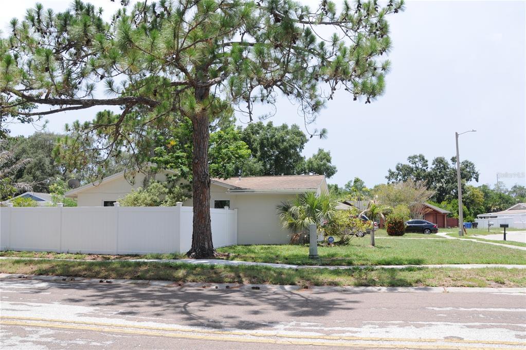 A single-story house with a white vinyl fence and a large pine tree in front — 8002 WOODVINE PLACE, TAMPA, FL