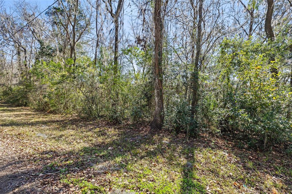 A wooded lot with dense trees and undergrowth under a clear blue sky — 23126 FITZHUGH AVENUE, BROOKSVILLE, FL