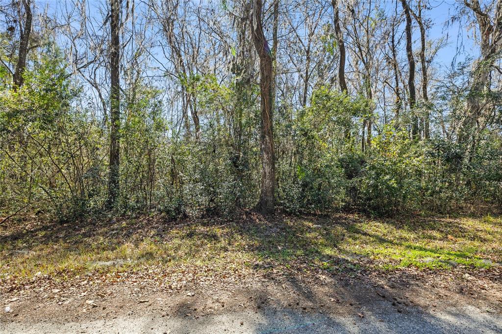 A view of a wooded lot with dense trees and underbrush along a dirt road — 23126 FITZHUGH AVENUE, BROOKSVILLE, FL