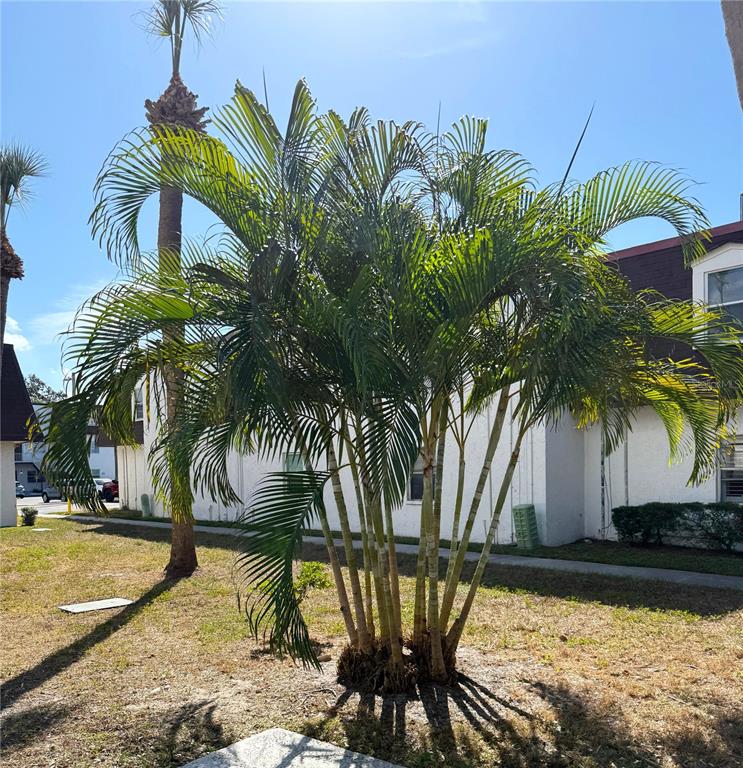 A cluster of palm trees stands in a grassy yard in front of a white building — 9002 TUDOR DRIVE UNIT K201, TAMPA, FL
