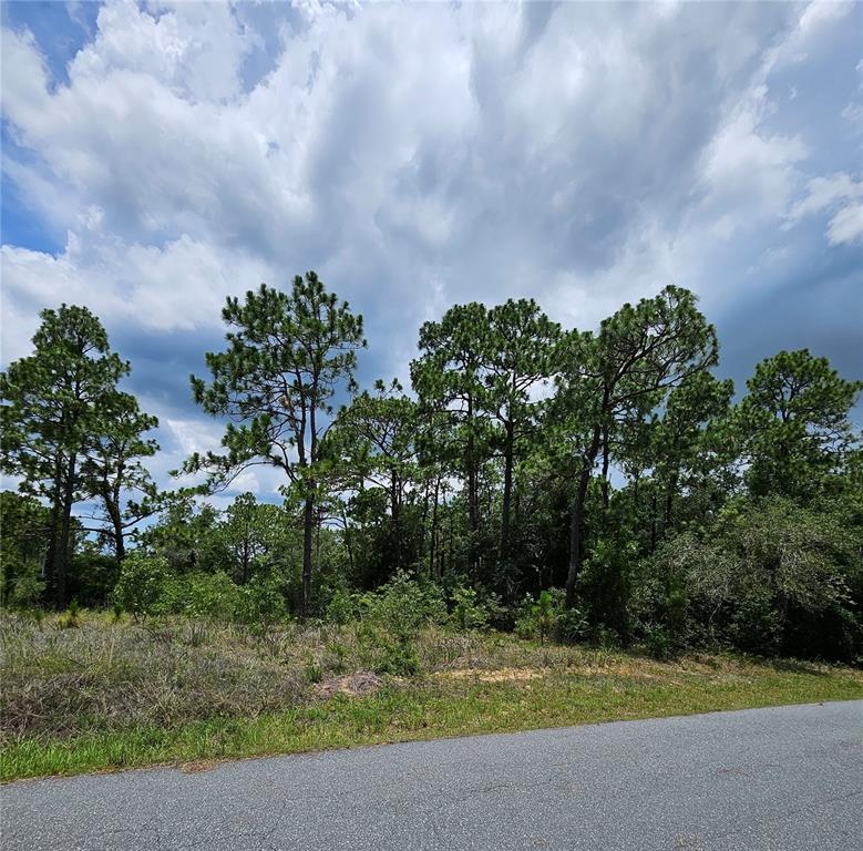 A paved road runs in front of a wooded lot with tall pine trees — 12350 S ELM POINT, FLORAL CITY, FL