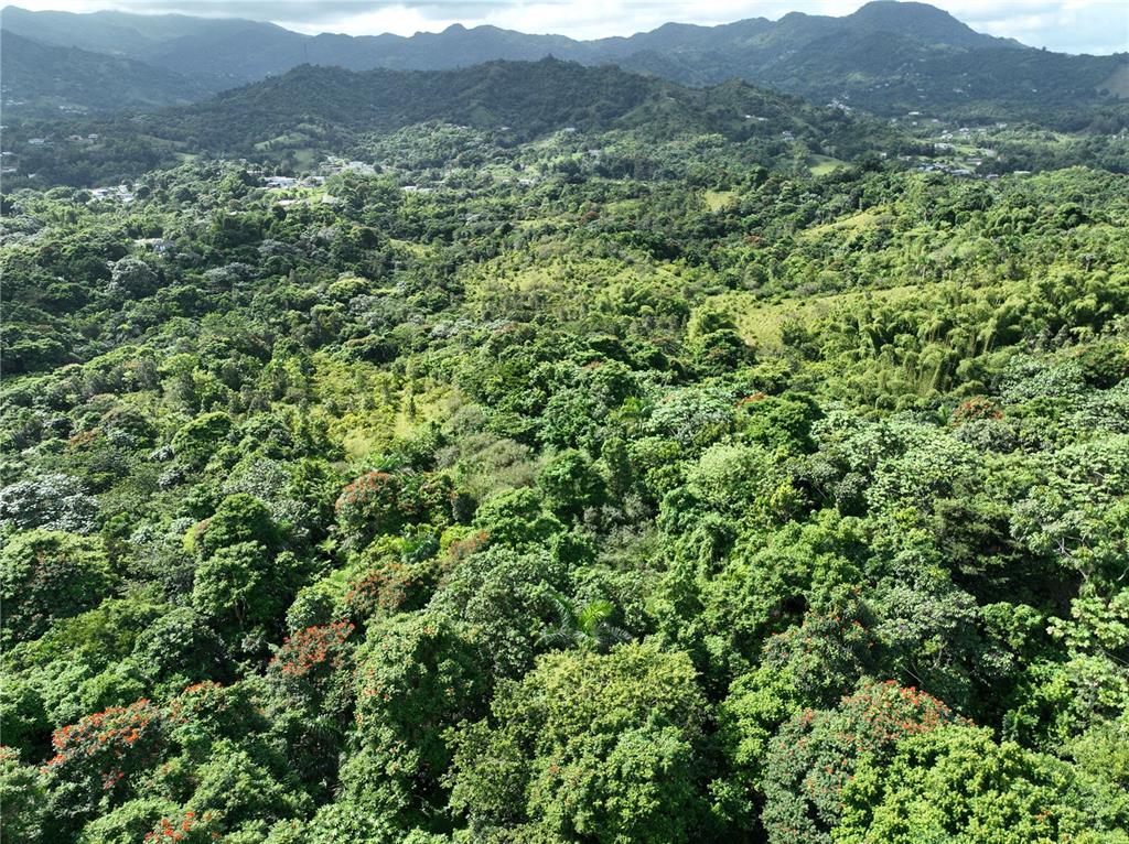 An aerial view shows a dense, lush green forest with rolling hills in the background — PR 902 CAMINO CARLOS DIAZ, SAN LORENZO, PR