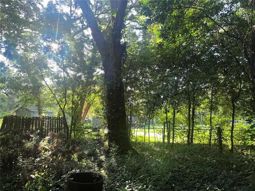 A large tree stands in a wooded backyard with a wooden fence and overgrown vegetation — 1128 N JACKSON AVENUE S, SPRING HILL, FL