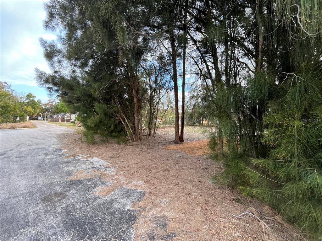 A paved road runs alongside a wooded lot covered in pine needles and trees — 3701 FOURNIER AVENUE, MOUNT DORA, FL