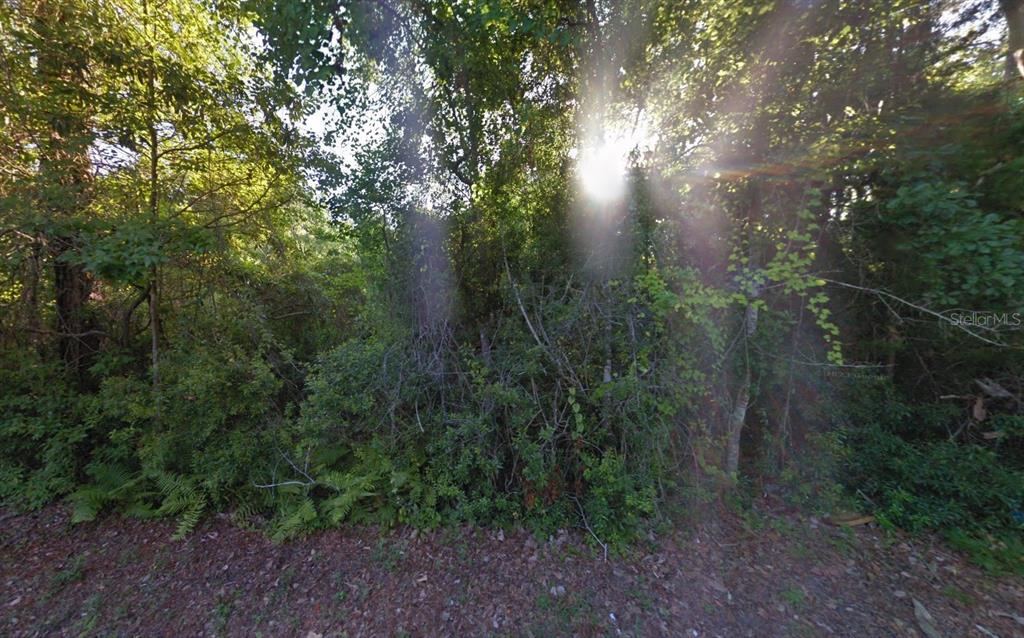 A view of a densely wooded, undeveloped lot with sunlight filtering through the trees — 525 SANDERS LANE, PANAMA CITY, FL
