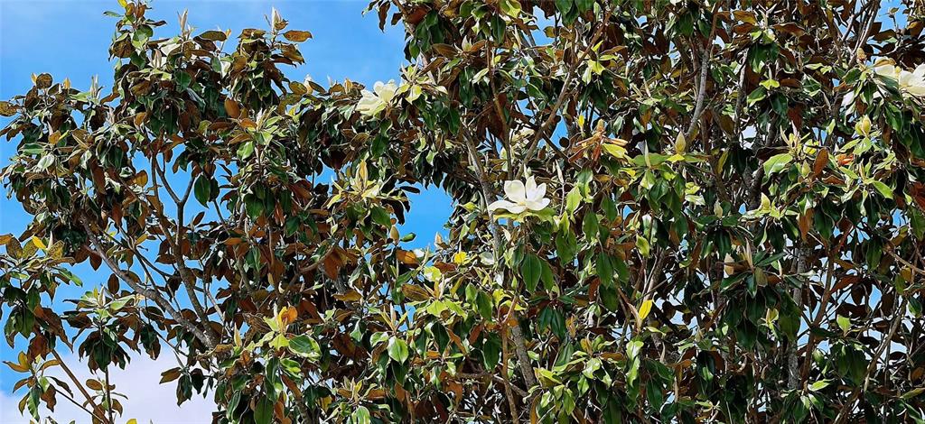 A Southern magnolia tree with glossy green leaves and large white blossoms against a sky — 13212 SOCIAL LANE, WINTER GARDEN, FL