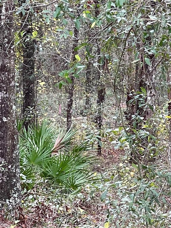 A wooded lot features dense trees, undergrowth, and a small palmetto plant in the foreground — 00 NE 108TH COURT, BRONSON, FL