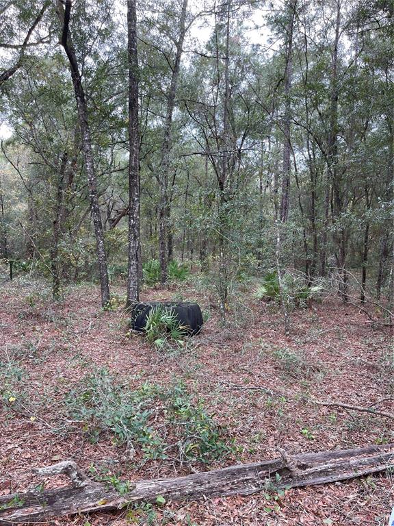 A wooded lot features a large black container sitting on a bed of fallen leaves — 00 NE 108TH COURT, BRONSON, FL