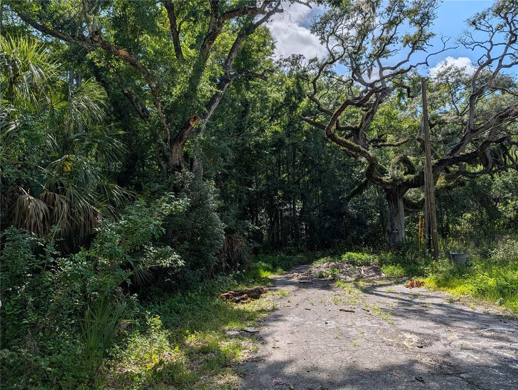 A dirt path leads into a wooded area with large, mossy oak trees and palms — TBD KIOWA, NEW PORT RICHEY, FL