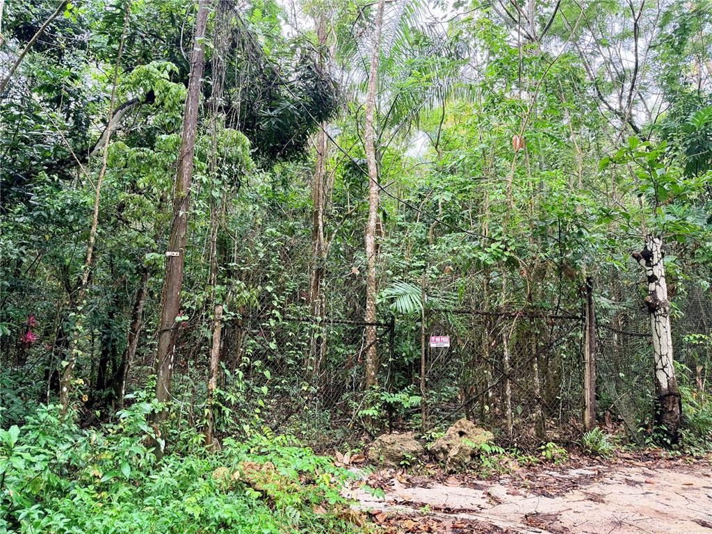 A chain-link fence borders a dense, overgrown wooded area with a small sign attached — Carr 646 km 7.2 BO RÍO ARRIBA, VEGA BAJA, PR