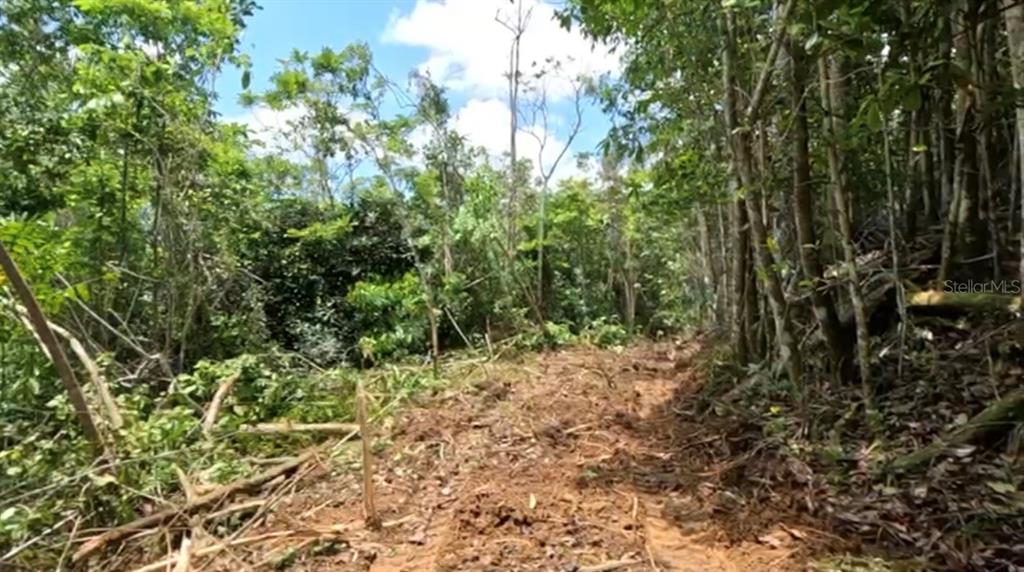 A dirt path leads through a dense, wooded area with cleared brush and tall trees — Carr 646 km 7.2 BO RÍO ARRIBA, VEGA BAJA, PR