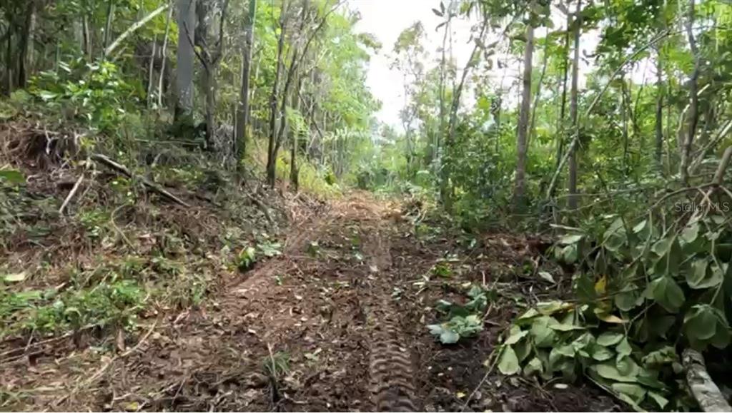 A dirt path with tire tracks leads through a wooded area with cleared vegetation — Carr 646 km 7.2 BO RÍO ARRIBA, VEGA BAJA, PR