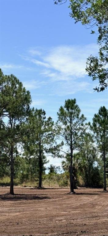 A dirt lot features several tall pine trees under a clear blue sky — 17926 NW 250TH STREET, OKEECHOBEE, FL