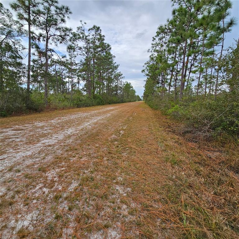 A dirt path leads through a wooded area with tall pine trees on both sides — 108 EL DORADO DR, INDIAN LAKE ESTATES, FL