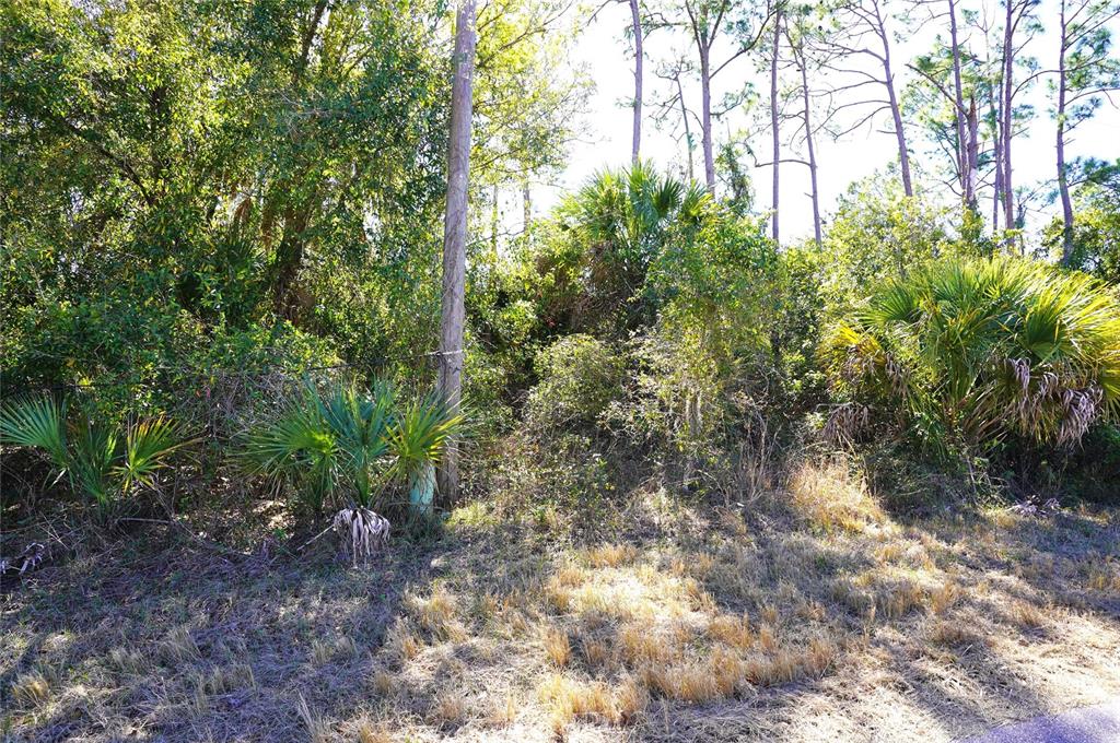 A utility pole stands in a wooded lot with dense vegetation and palm trees — SEDBERRY AVENUE, NORTH PORT, FL