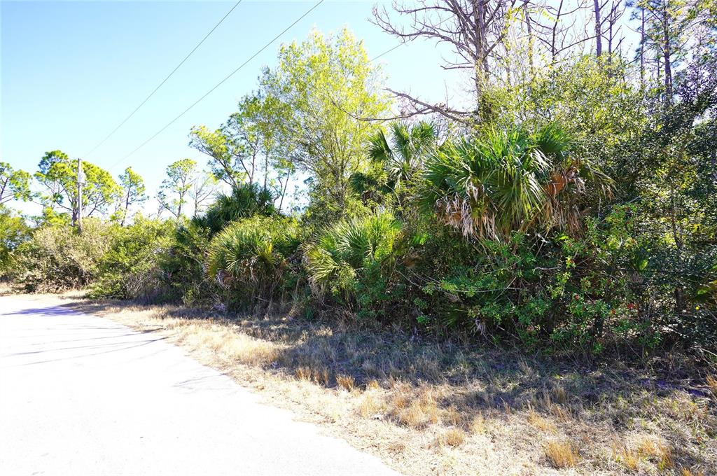 A paved road runs alongside a wooded lot with dense vegetation and palm trees — SEDBERRY AVENUE, NORTH PORT, FL