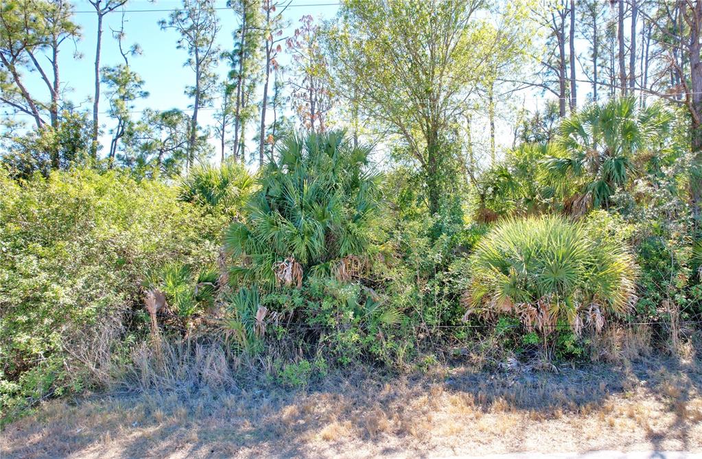A dense, wooded lot features several large palmetto bushes and tall pine trees — SEDBERRY AVENUE, NORTH PORT, FL