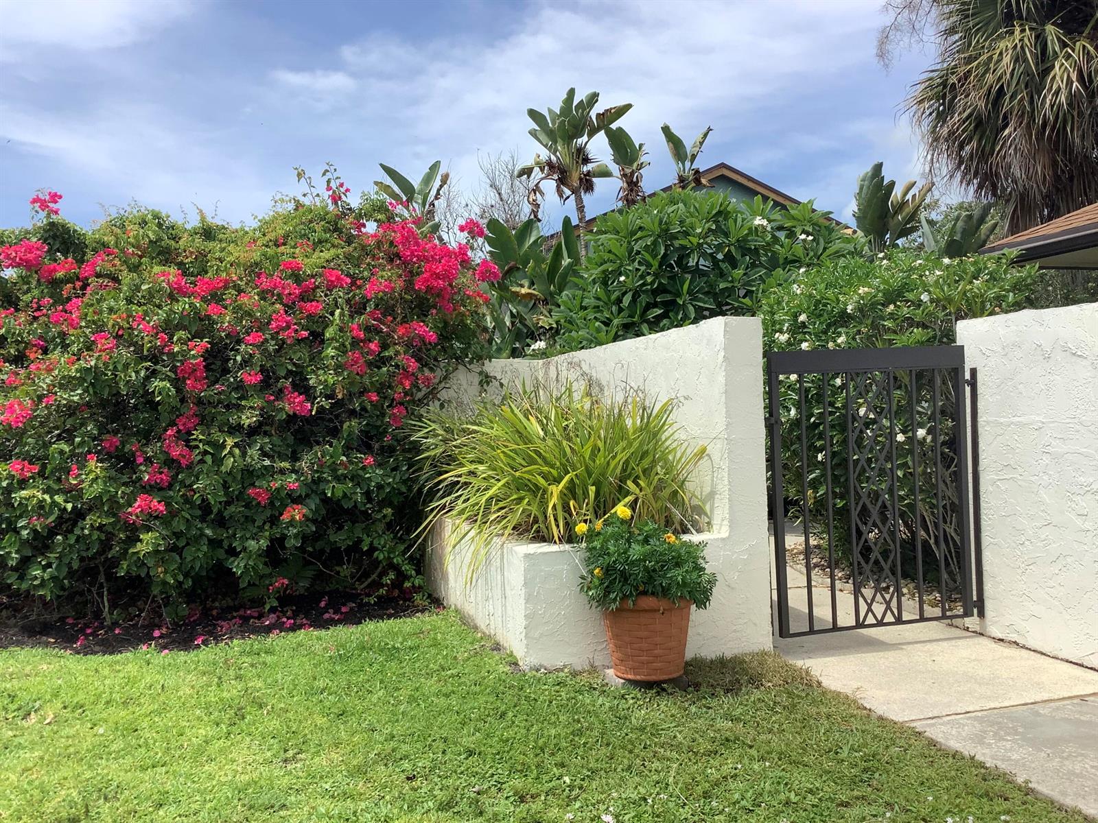 A white stucco wall with a metal gate sits beside a large pink bougainvillea bush — 458 SW 29th Avenue, Delray Beach FL 33445, DELRAY BEACH, FL