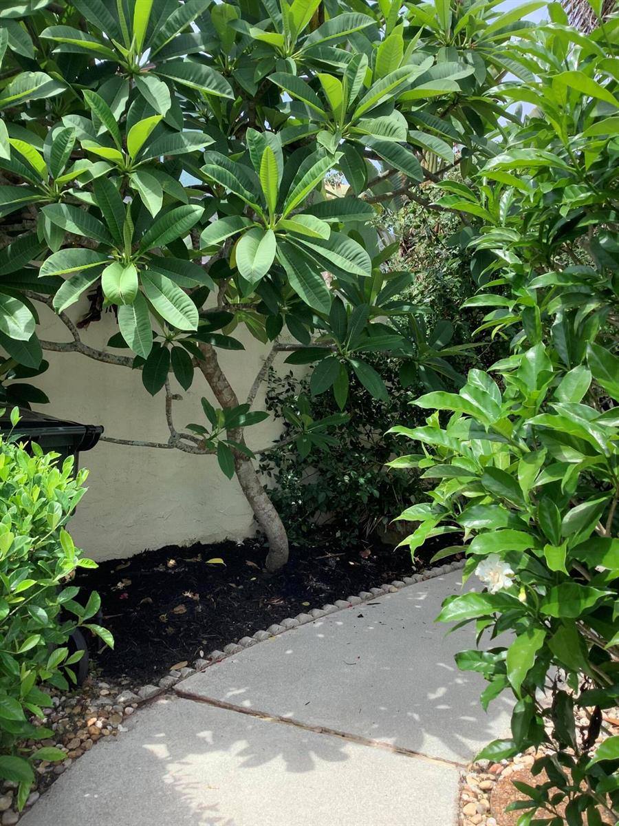 A concrete walkway leads past a plumeria tree and garden beds against a white wall — 458 SW 29th Avenue, Delray Beach FL 33445, DELRAY BEACH, FL