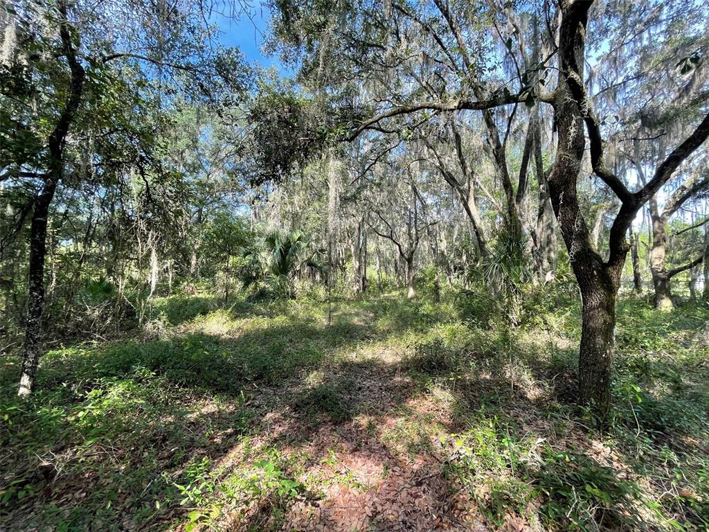 A wooded lot features mature trees draped in Spanish moss and dense ground-level vegetation — LOTS 13 & 14 SW SHOREWOOD DRIVE, DUNNELLON, FL