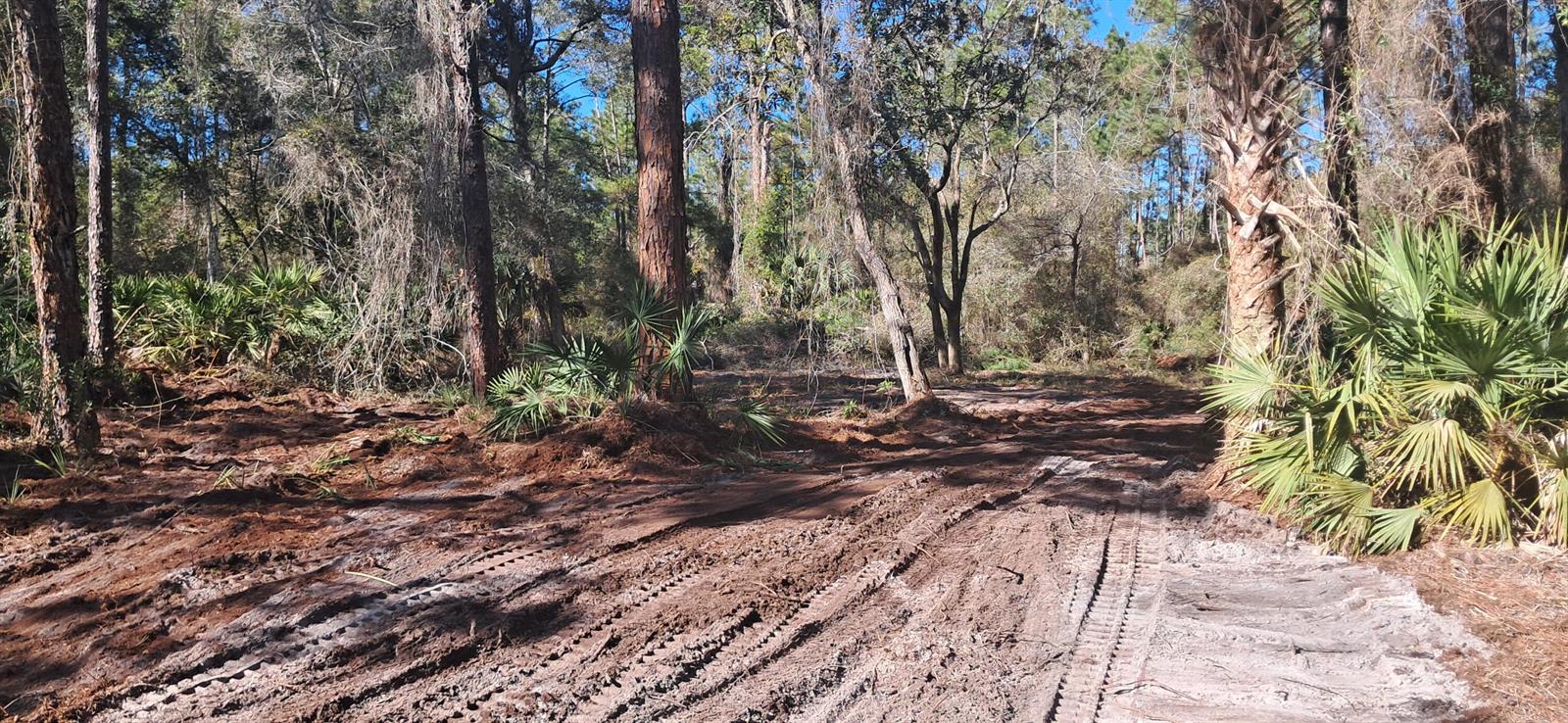 A dirt path with heavy machinery tire tracks winds through a wooded, undeveloped forest lot — 120 Gardenia Avenue, FL 32139, FL