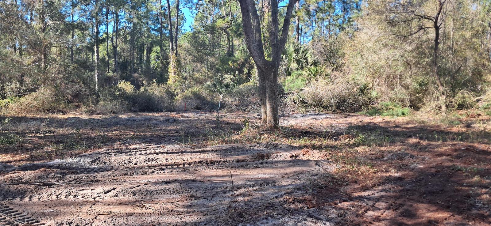 A cleared, muddy lot with tire tracks sits in front of a wooded forest area — 120 Gardenia Avenue, FL 32139, FL