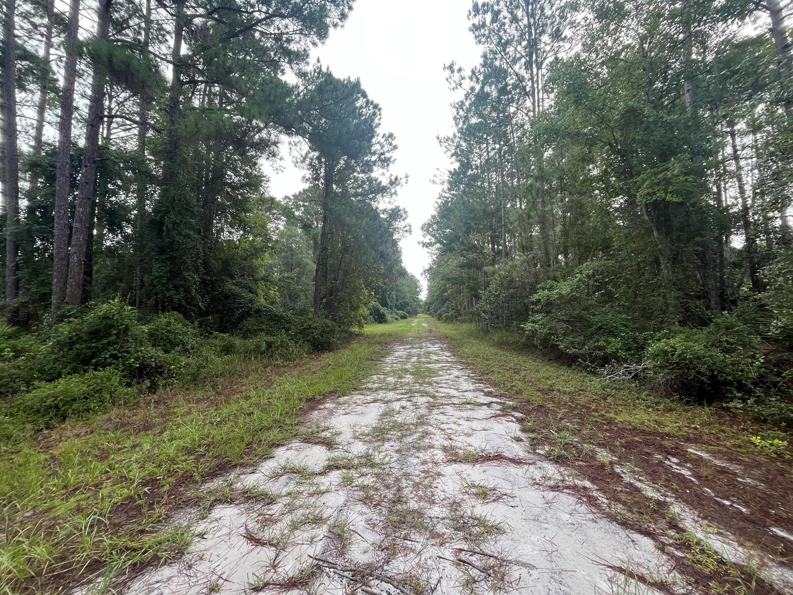 A sandy dirt path stretches through a dense forest of tall pine trees — 120 Gardenia Avenue, FL 32139, FL