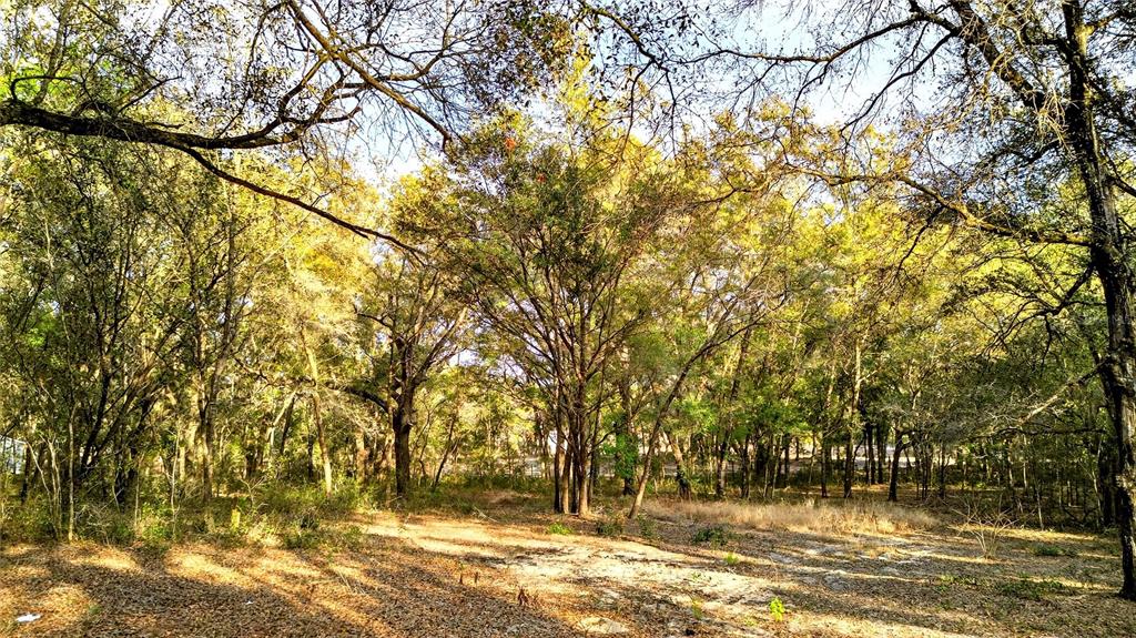 A wooded lot with mature trees and patches of dry grass under a bright sky — SE 180TH STREET, WEIRSDALE, FL