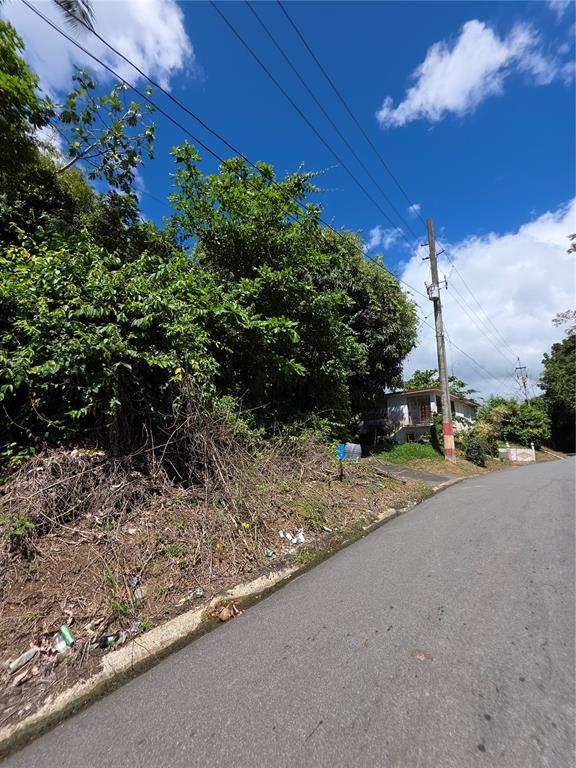 A paved road runs alongside a grassy, tree-covered lot with a utility pole — BO QUEBRADA CRUZ, TOA ALTA, PR