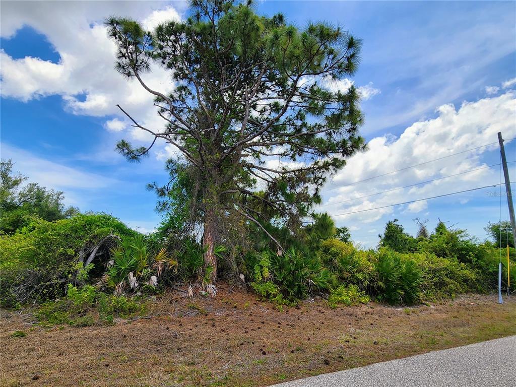A large pine tree stands on a grassy lot next to a paved road — 13128 FORESMAN BOULEVARD, PORT CHARLOTTE, FL