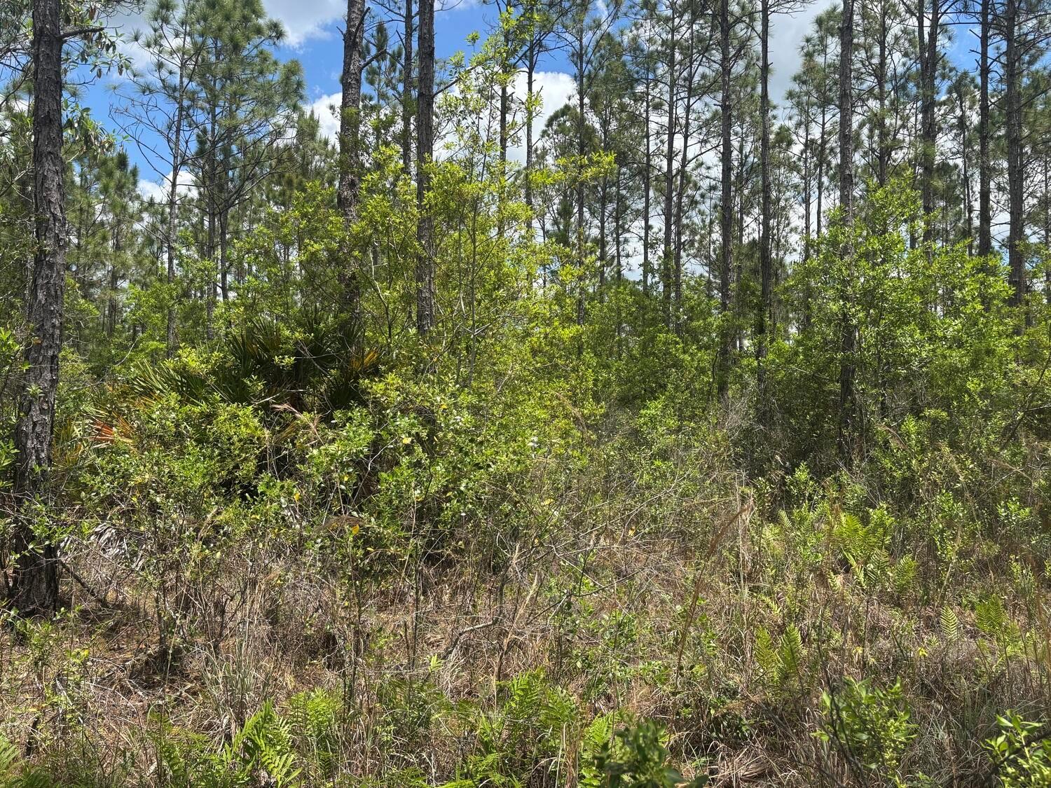 A wooded lot featuring tall pine trees, dense underbrush, and native Florida vegetation — 0 Holopaw Groves Road, FL 34772, FL