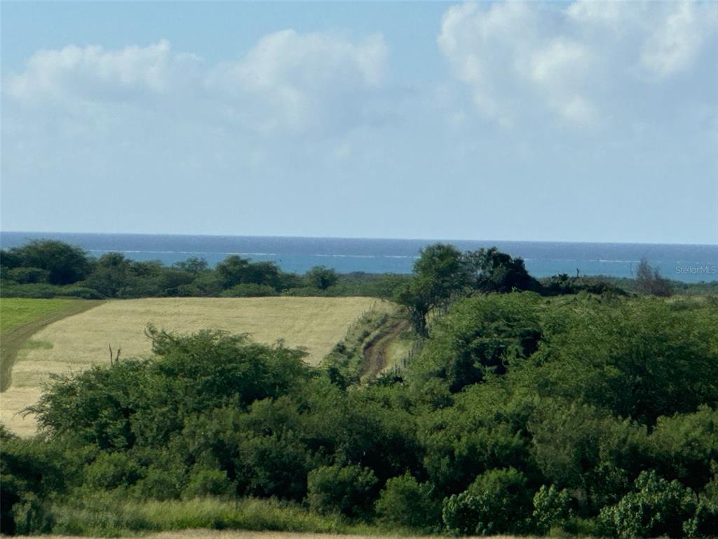 A view of a grassy field and dense trees overlooking the ocean under a blue sky — BO. LLANOS COSTA SOLAR 7, CABO ROJO, PR