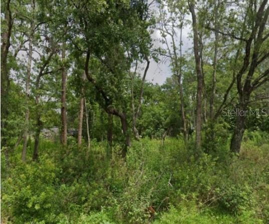 A wooded lot with dense green vegetation and various mature trees under a cloudy sky — 5728 ELAINE DRIVE, ZEPHYRHILLS, FL