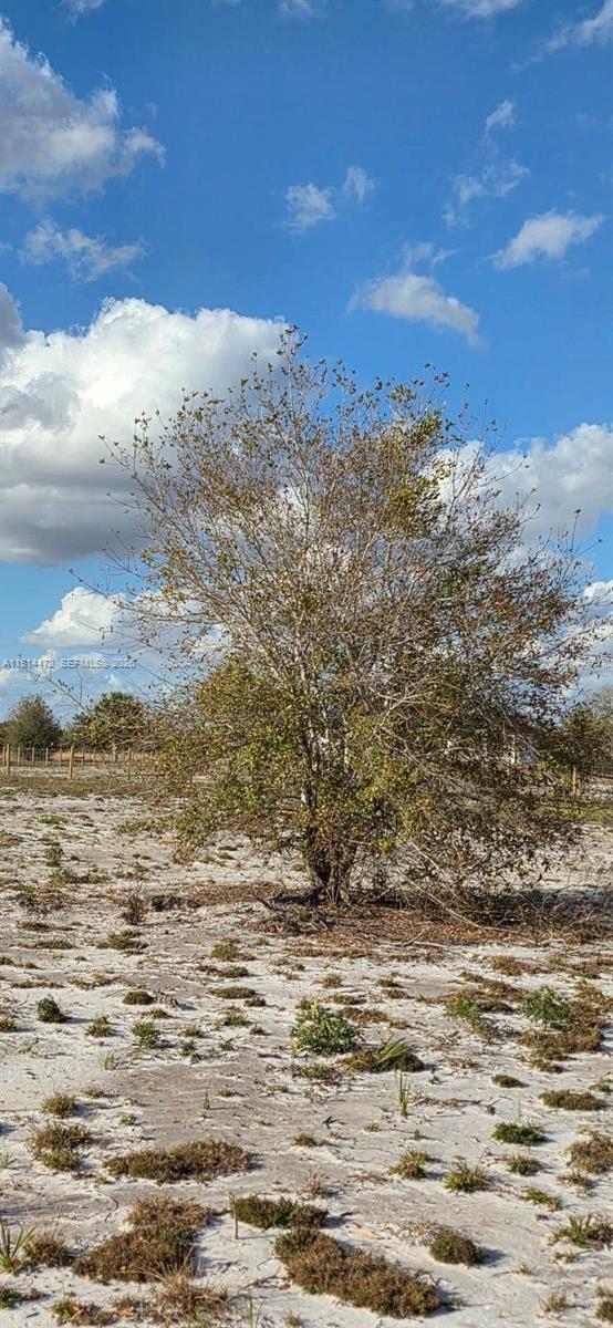 A single tree stands in the center of a sandy, sparsely vegetated lot — 16525 NW 260 st, Okeechobee FL 34972, OKEECHOBEE, FL