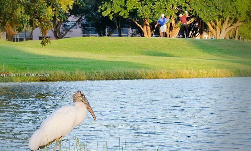 A wood stork stands by a pond with golfers on a grassy hill in the background — PEMBROKE PINES, FL