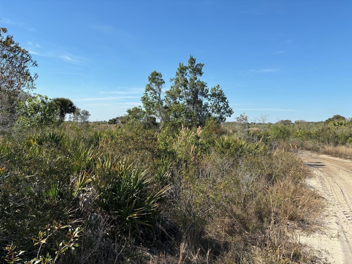 A dirt path winds through a landscape of scrub brush, palmettos, and scattered trees — 0 NW 308th Street, Okeechobee FL 34972, OKEECHOBEE, FL