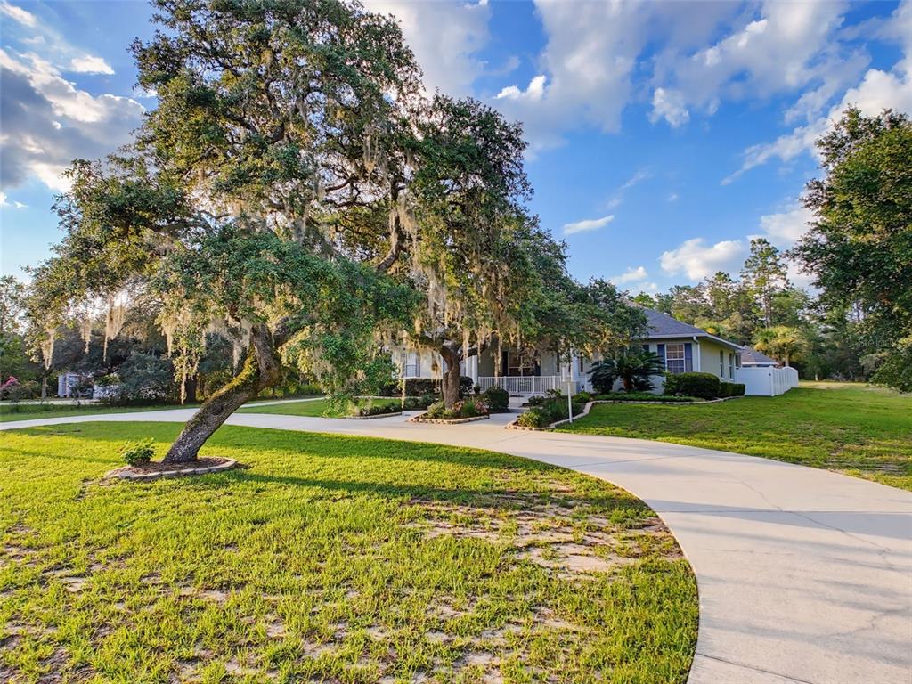 A curved concrete driveway leads to a single-story house shaded by a large oak tree — 1709 W PINE RIDGE BOULEVARD, BEVERLY HILLS, FL