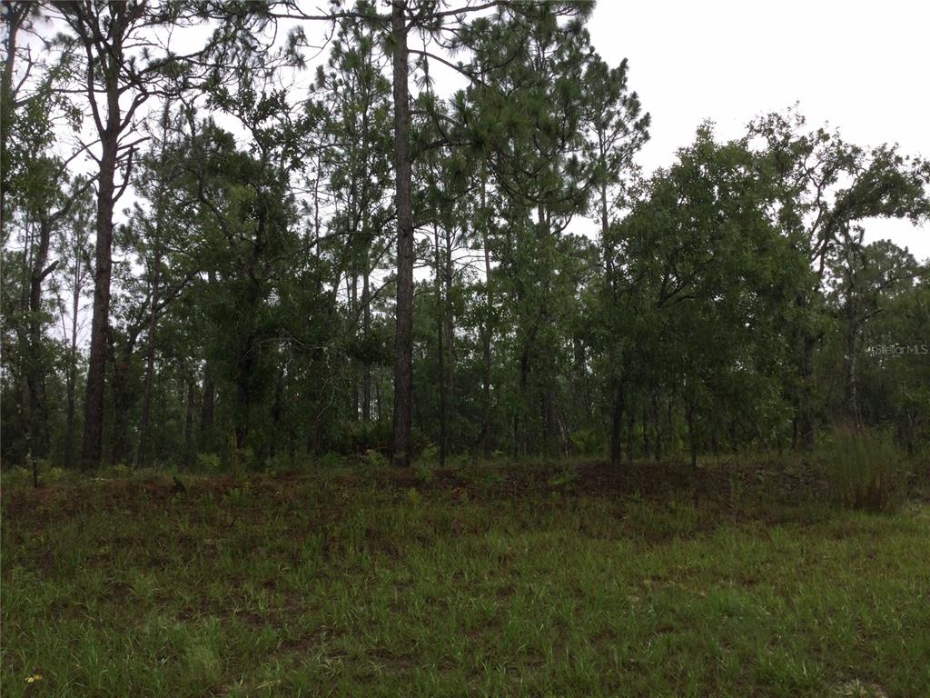 A grassy lot features a dense forest of pine and oak trees under an overcast sky — 2191 W CITRUS SPRINGS BOULEVARD, DUNNELLON, FL