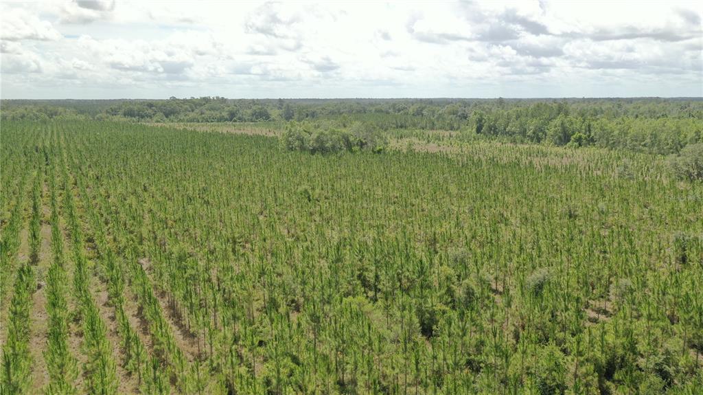 An aerial view of a large, flat plot of land planted with rows of young pines — US HWY 441 N, LAKE CITY, FL