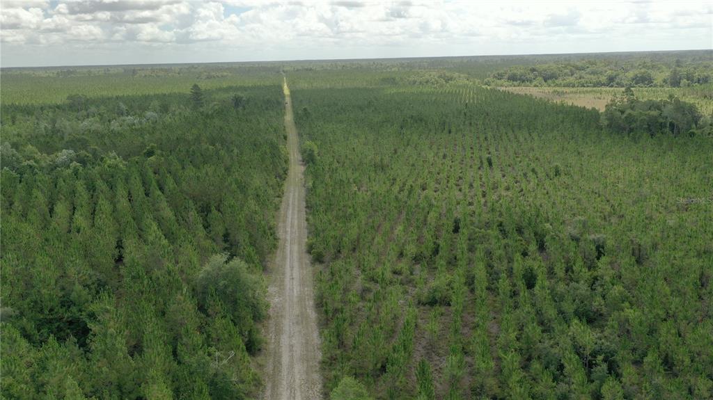An aerial view shows a dirt road running through a large pine tree plantation — US HWY 441 N, LAKE CITY, FL