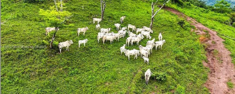 A herd of white cattle grazes on a grassy hillside next to a dirt path — SAN JUAN GRANDE La Cascabela, IL 60202, IL