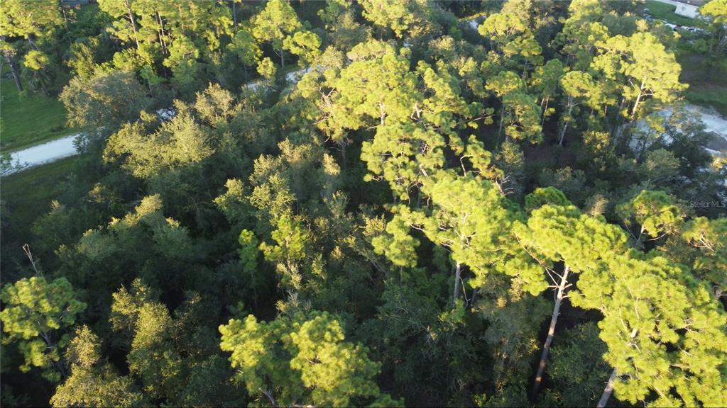 An aerial view shows a dense, wooded lot with tall pine trees and surrounding roads — 28153 ALATADENA DRIVE, PUNTA GORDA, FL