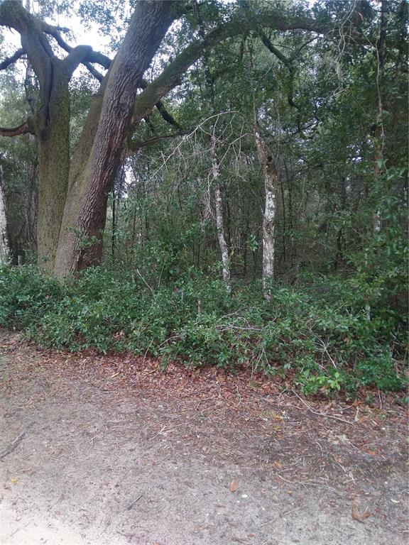 A large oak tree stands beside a dense, wooded area with low-lying shrubs and foliage — 00 NE 147TH COURT, SILVER SPRINGS, FL