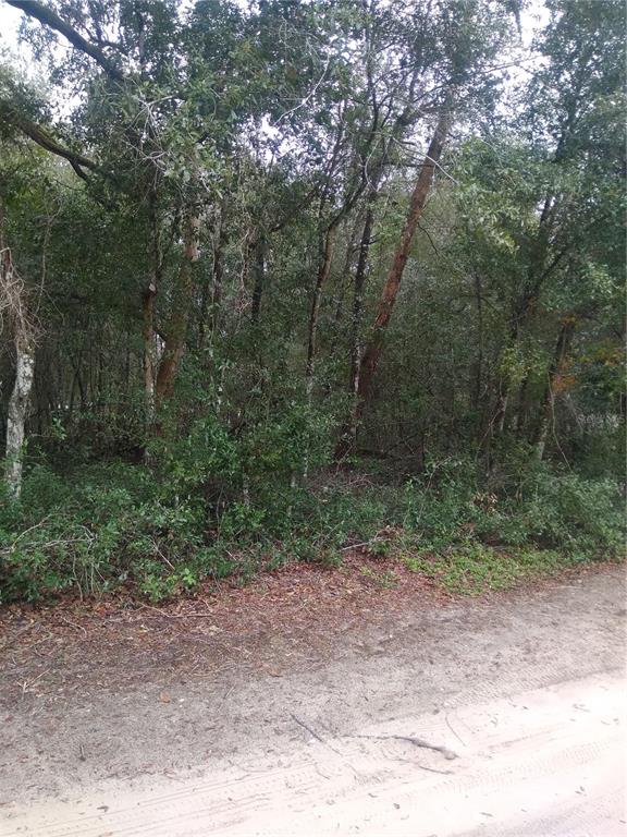 A dirt road runs along the edge of a dense, wooded lot with mature trees — 00 NE 147TH COURT, SILVER SPRINGS, FL